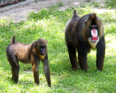 [These primates have long fur and primarily walk on all fours. The male is not only significantly larger than the female but also has white patches beside his red nosebridge and nostrils and white around his mouth. While the female has a pink/red nosebridge and nostrils, she has no white patches. She does have yellowish fur on her cheeks and neck.]